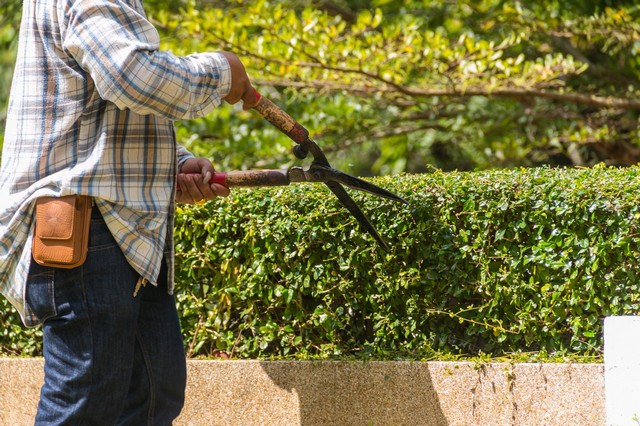 Garden Maintenance Tottenham, N17